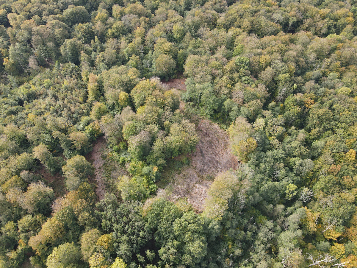 🌳 Superficie Forestière et Biodiversité